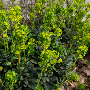 Euphorbia amygdaloides Robbiae - Euphorbe des bois - Euphorbe
