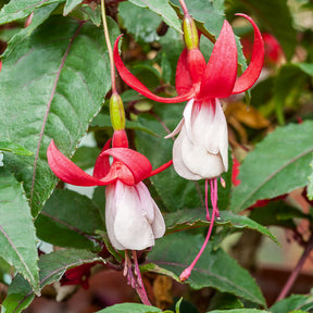 Vente Fuchsia Mme Cornelissen - Fuchsia Madame Cornelissen