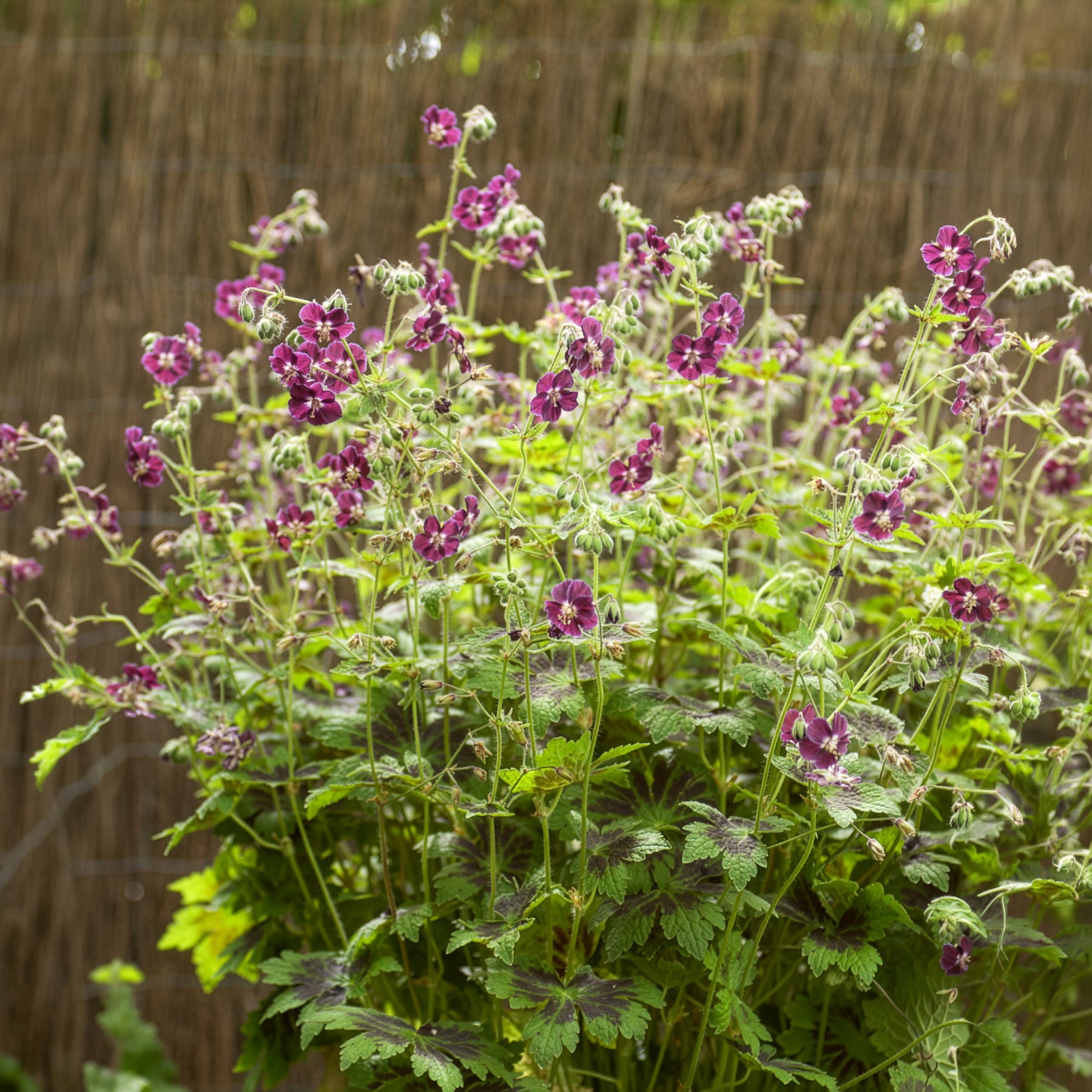 Geranium phaeum samobor - Géranium vivace Samobor - Géraniums vivaces