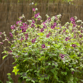 Geranium phaeum samobor - Géranium vivace Samobor - Géraniums vivaces
