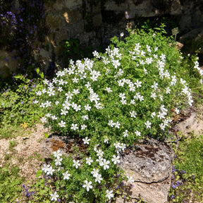 Géraniums vivaces - Géranium vivace Album - Geranium sanguineum Album
