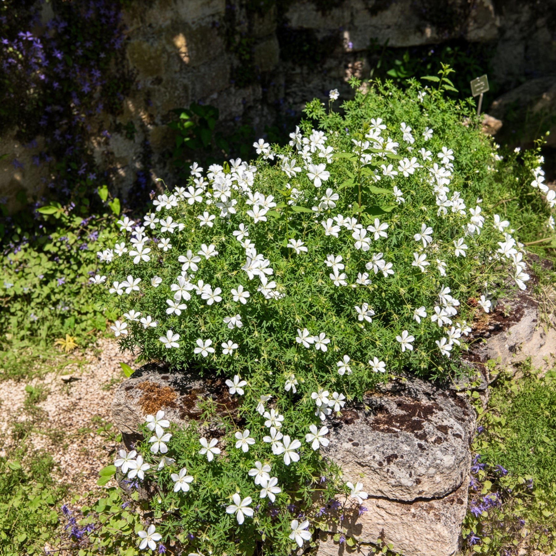 Géranium vivace Album