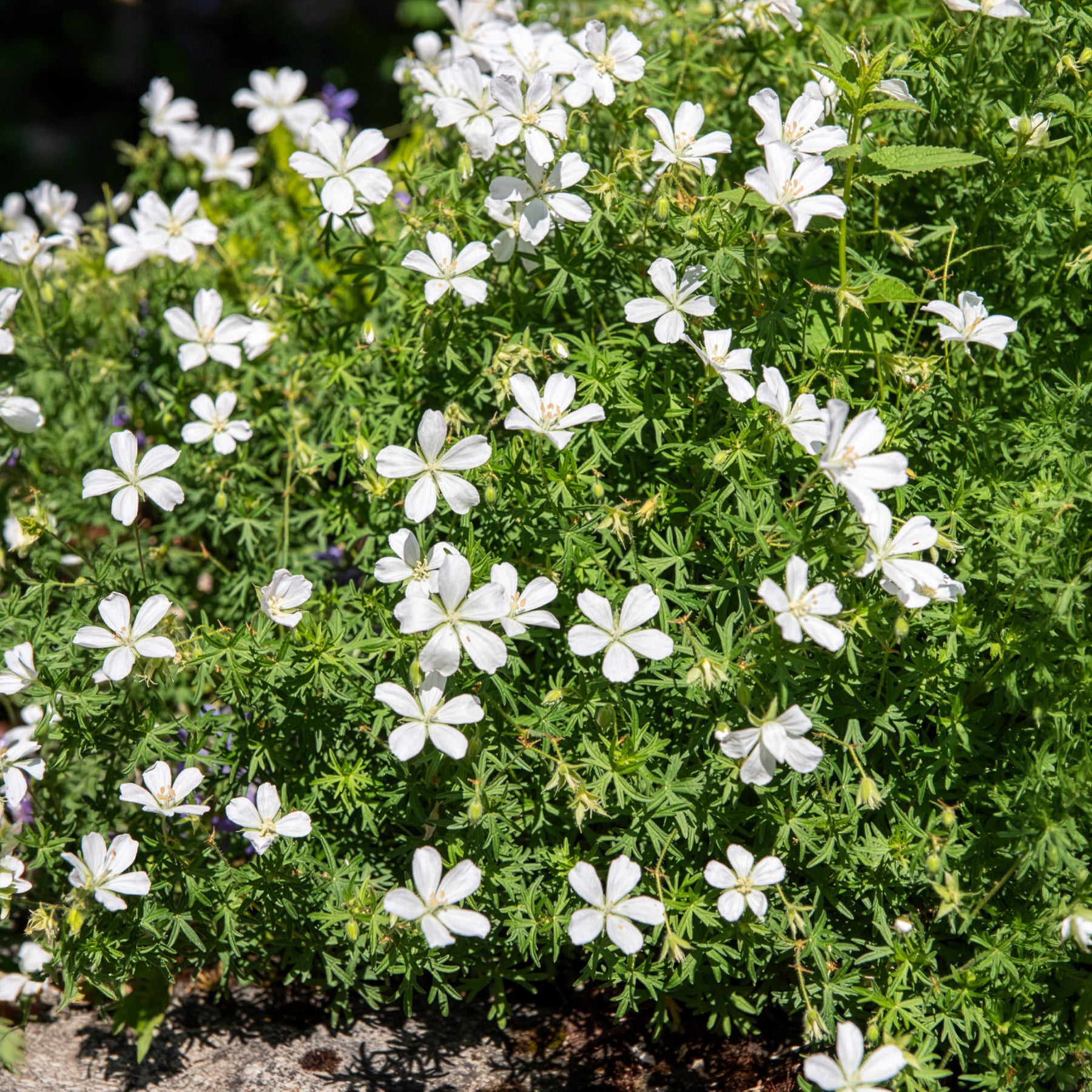 Géranium vivace Album