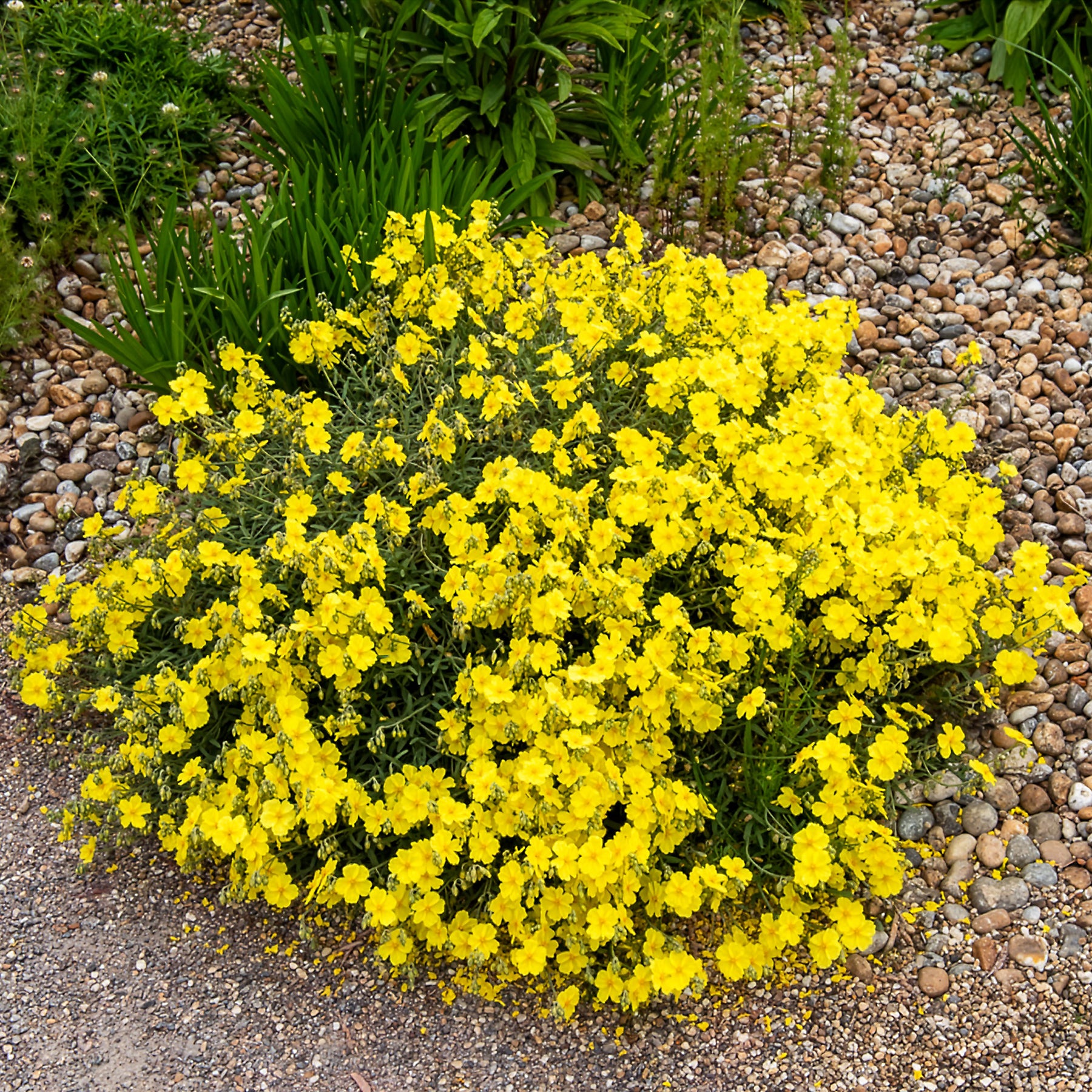 Hélianthème Wisley Primrose - Helianthemum Wisley Primrose - Willemse