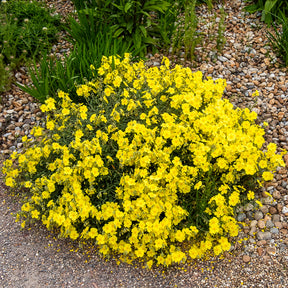 Hélianthème Wisley Primrose - Helianthemum Wisley Primrose - Willemse