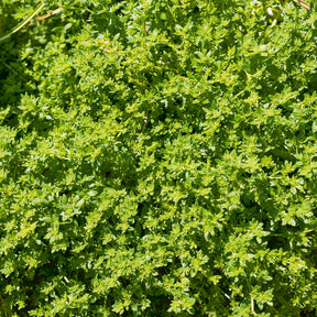 Herniaire glabre Turquette - Herniaria glabra - Willemse