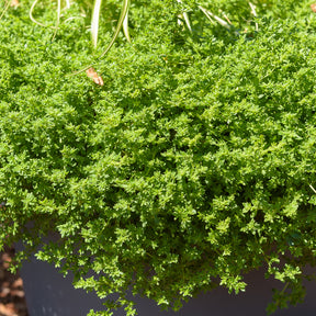 Vivaces couvre-sol - Herniaire glabre Turquette - Herniaria glabra