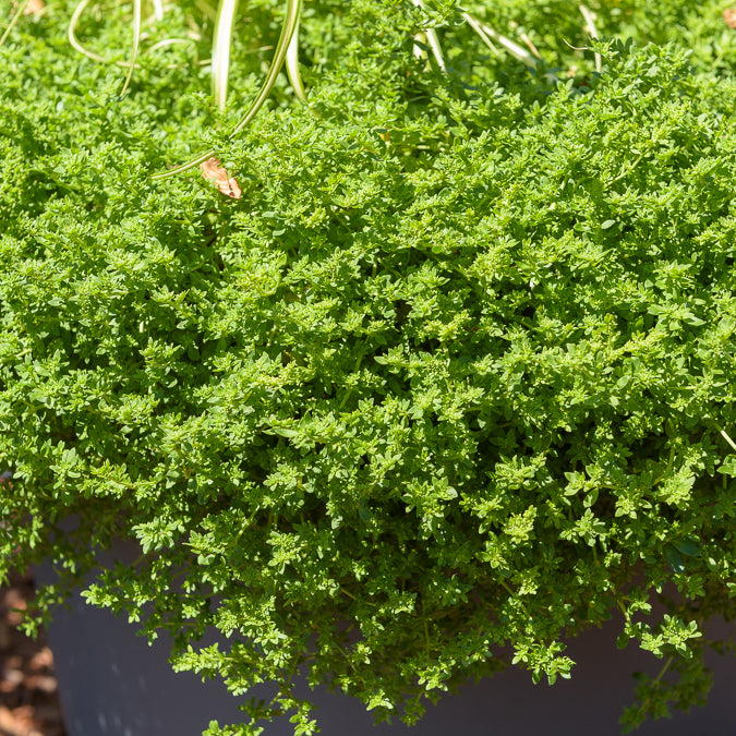 Vivaces couvre-sol - Herniaire glabre Turquette - Herniaria glabra