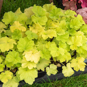 Heuchère Citronelle ® - Willemse