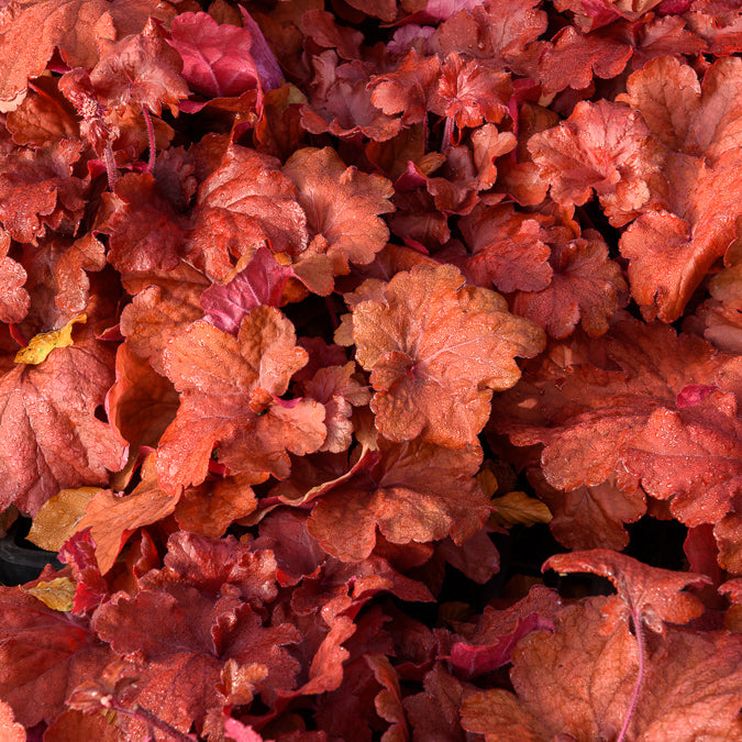 Heuchera Fire Alarm - Heuchera Fire Alarm - Heuchères