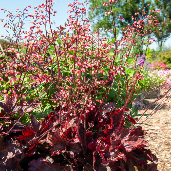 Vente Heuchère Fire Chief - Heuchera Fire Chief