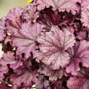 Heuchera Forever Purple - Heuchère Forever Purple - Heuchères