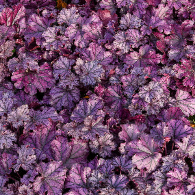 Heuchère Forever Purple - Heuchera Forever Purple - Willemse