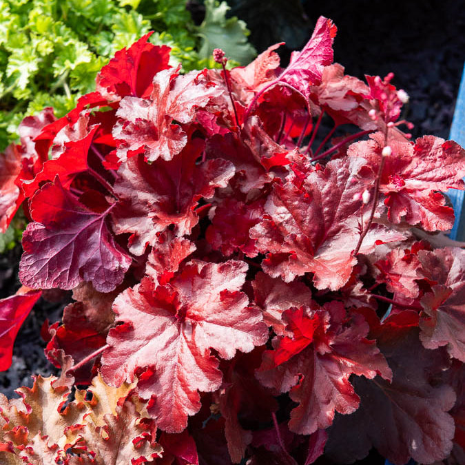 Heuchère Forever Red - Heuchera forever red  ( forever series ) - Willemse