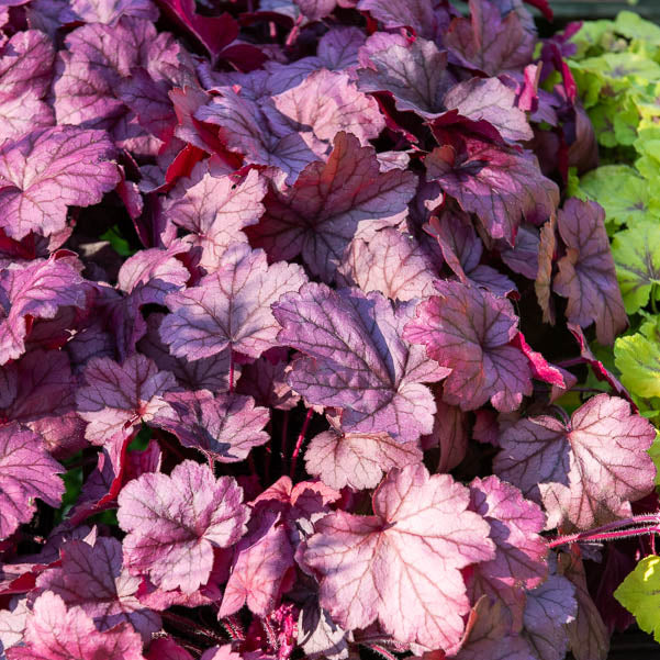 Heuchera georgia plum - Heuchère Georgia Plum - Heuchères