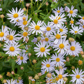 Kaliméris Charlotte - Kalimeris incisa Charlotte - Willemse