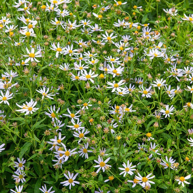 Kalimeris - Kaliméris Charlotte - Kalimeris incisa Charlotte