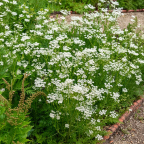 Cumin des prés Carvi