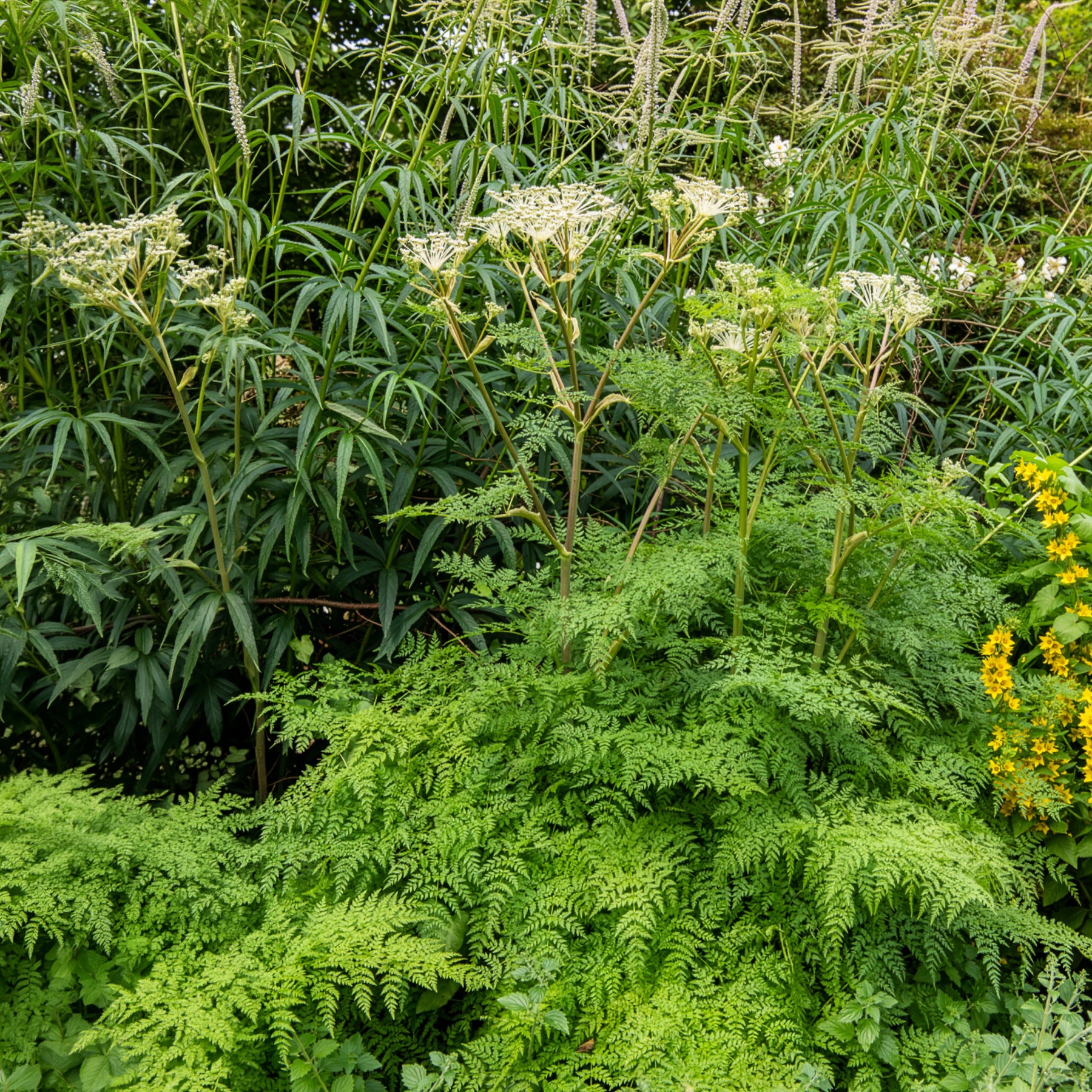 Cerfeuil musqué - Myrrhis odorata - Willemse