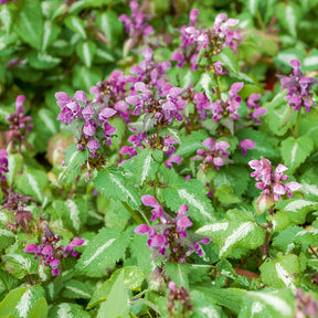 Lamier tacheté Roseum - Willemse