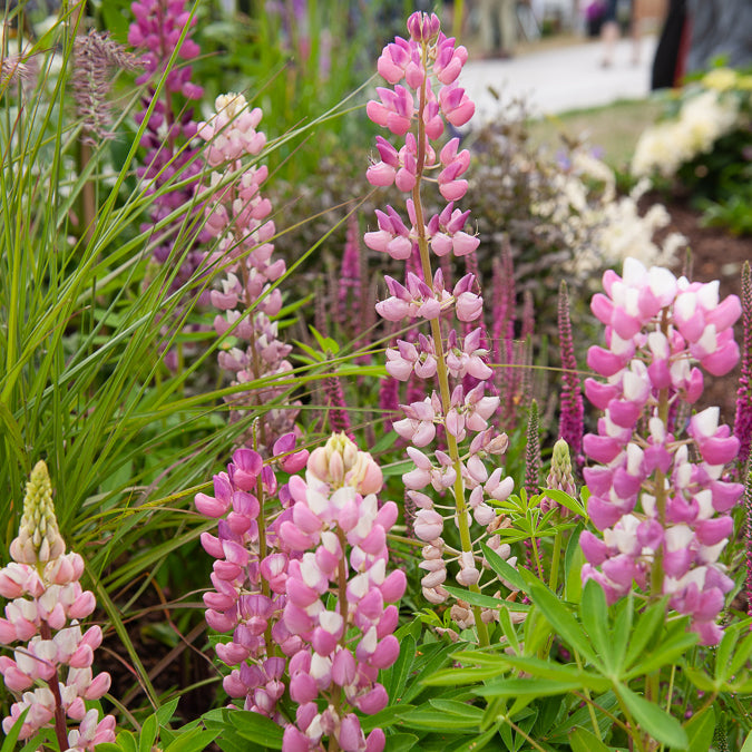 Lupin Gallery Pink - Willemse