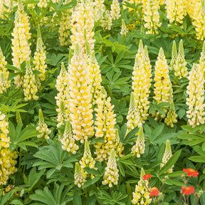 Lupin Gallery Yellow - Willemse