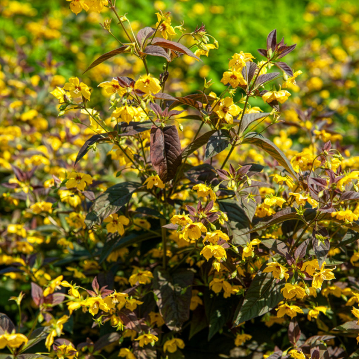 Lysimaque ciliée Firecracker - Willemse