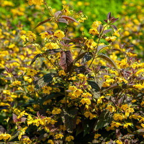 Lysimaque ciliée Firecracker - Willemse