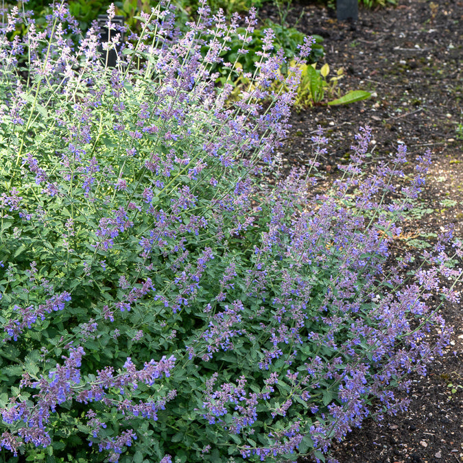 Nepeta Dropmore - Willemse