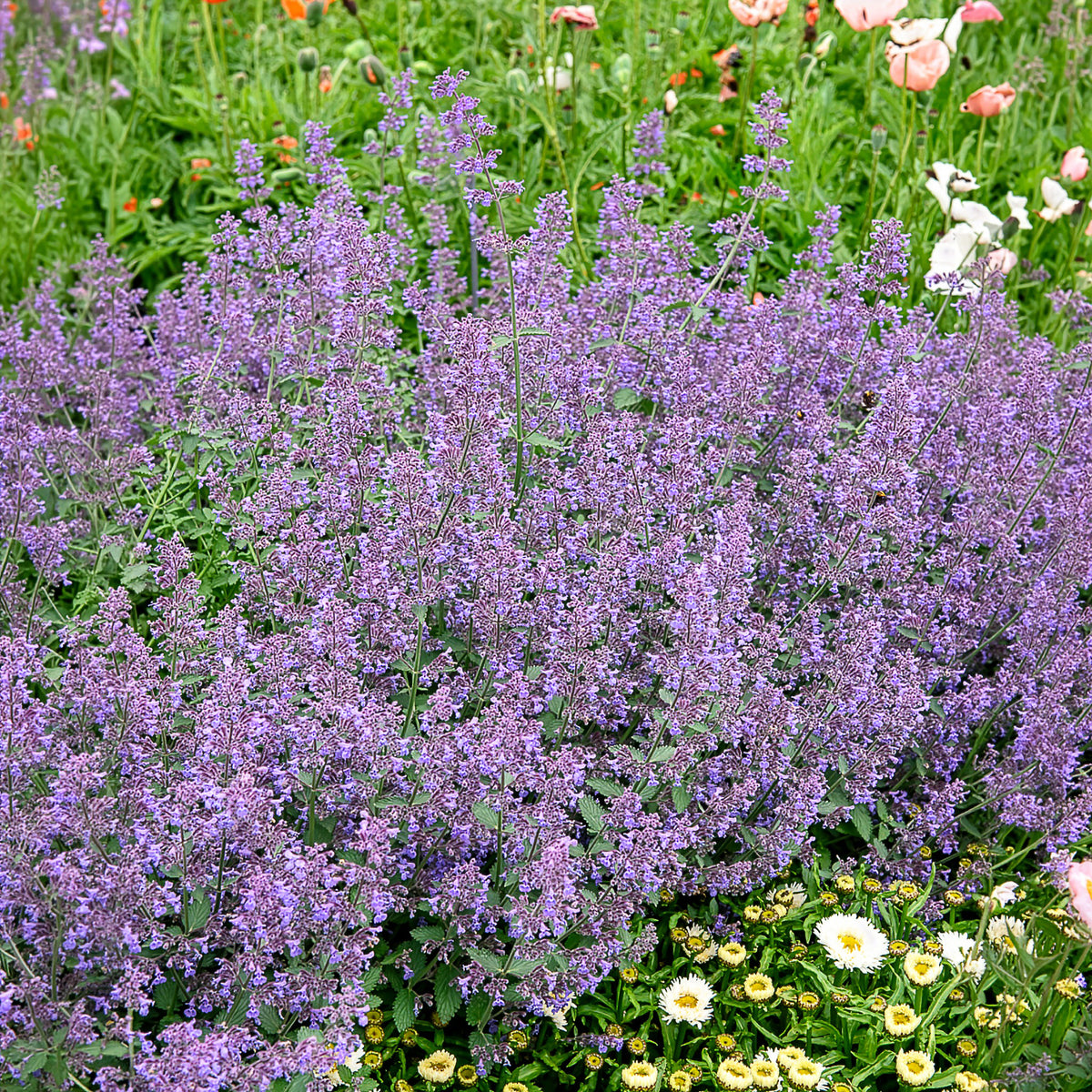 Nepeta Six Hills Giant - Willemse