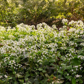 Un jardin en sous-bois old - Pachyphragma macrophyllum - Pachyphragma macrophyllum