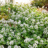 Pachyphragma macrophyllum - Willemse