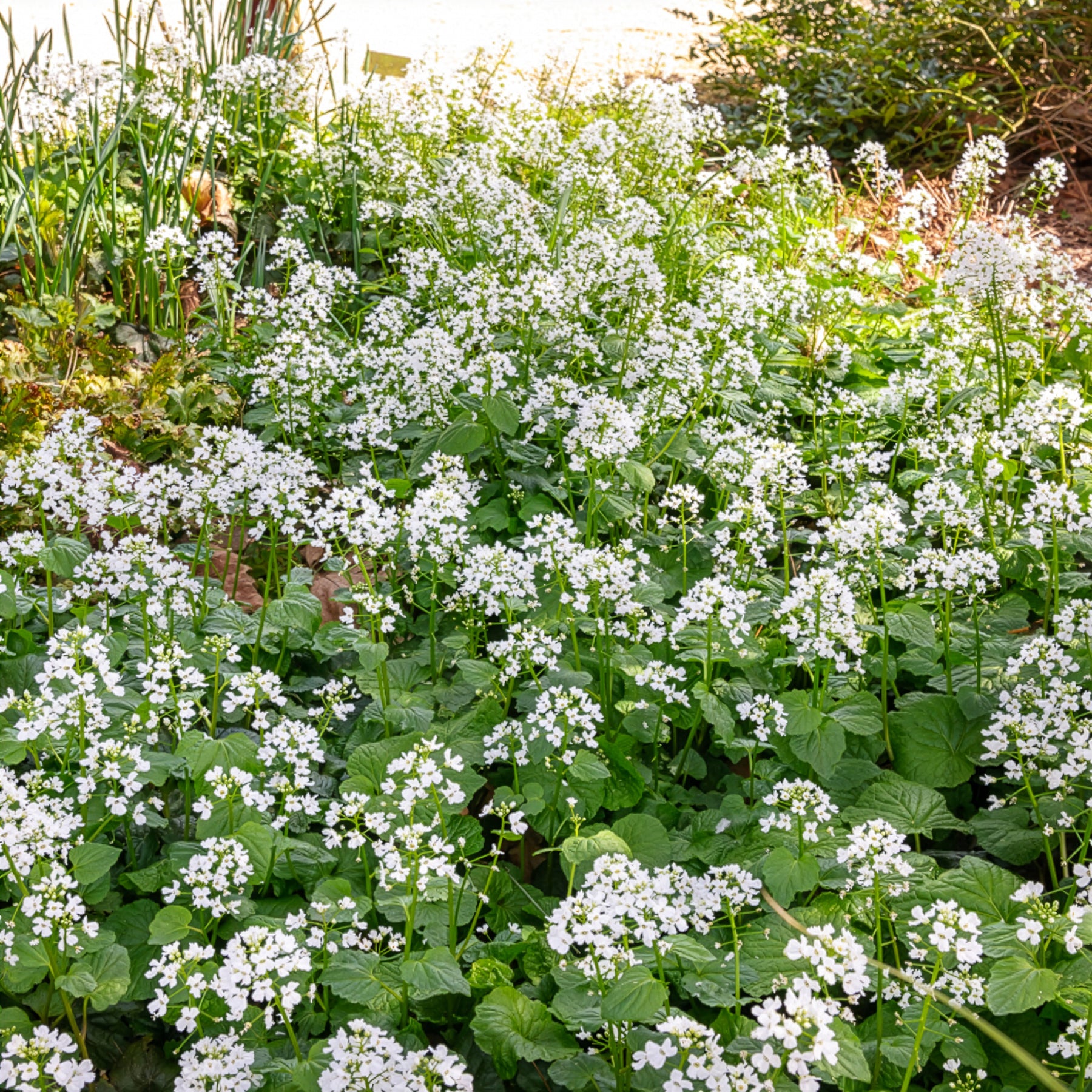 Pachyphragma macrophyllum - Willemse
