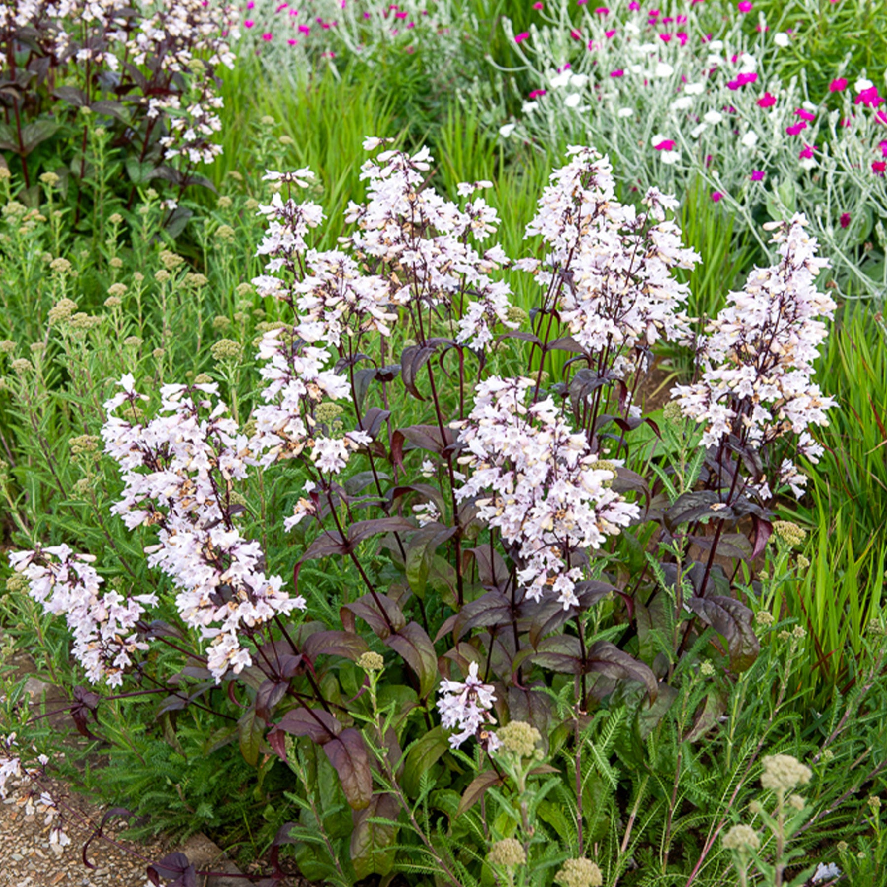 Penstemon digitalis Husker Red - Galane Husker Red - Penstemon - Penstémon - Penstemon