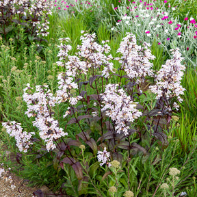 Penstemon digitalis Husker Red - Galane Husker Red - Penstemon - Penstémon - Penstemon