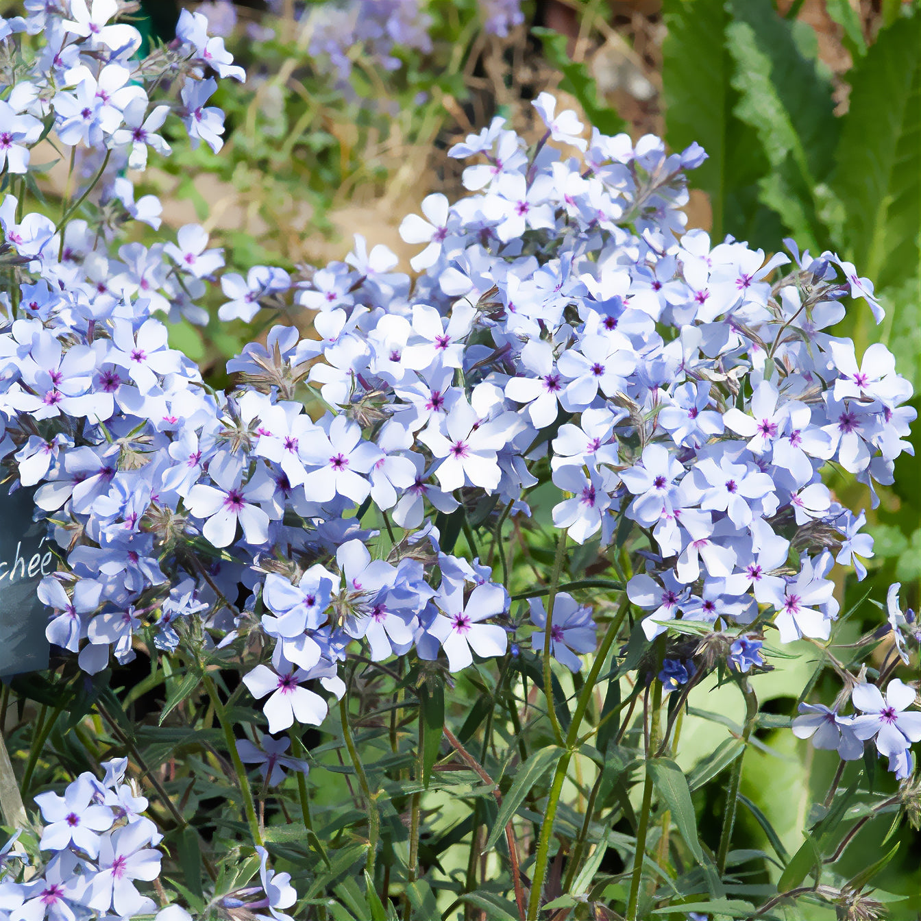 Phlox divaricata chattahoochee - Phlox divaricata Chattahoochee - Phlox
