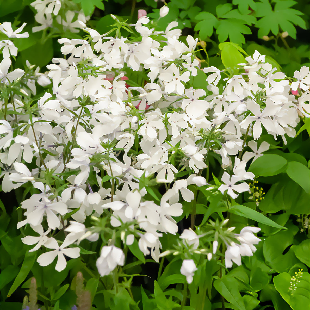 Phlox divaricata May Breeze - Phlox divaricata may breeze - Willemse