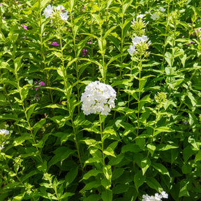 Phlox paniculé Fujiyama - Willemse
