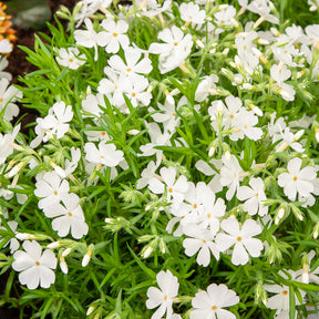 Phlox mousse - Phlox mousse White Delight - Phlox subulata White Delight
