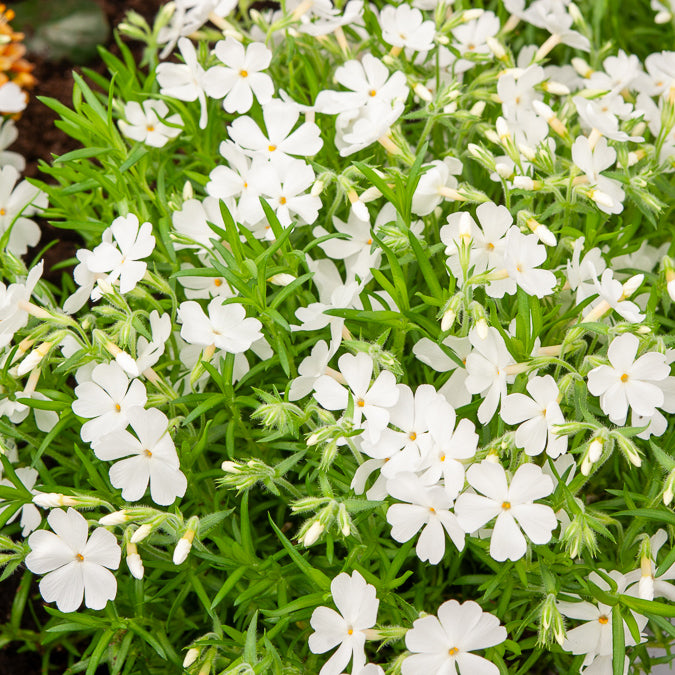 Phlox mousse - Phlox mousse White Delight - Phlox subulata White Delight