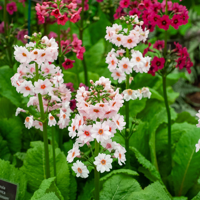 Primula japonica Apple Blossom - Primevère du Japon Apple Blossom - Primevère