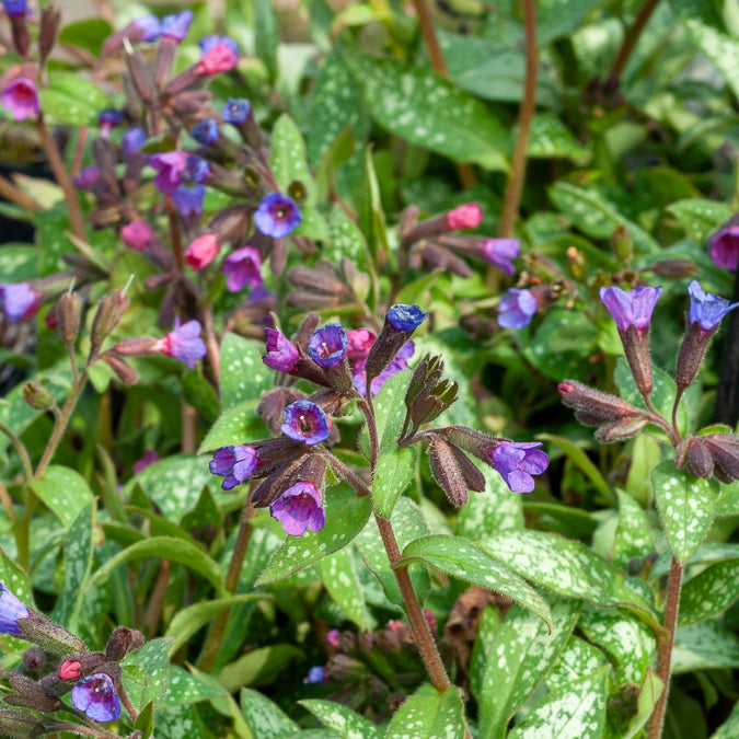 Pulmonaire Majesté - Pulmonaria saccharata Majeste - Willemse