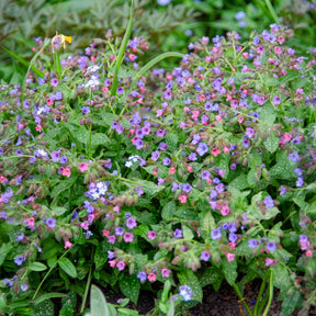 Pulmonaria officinalis - Pulmonaire officinale - Pulmonaire