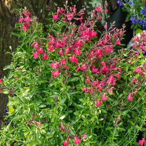 Sauge Lipstick - Salvia greggii Lipstick - Willemse