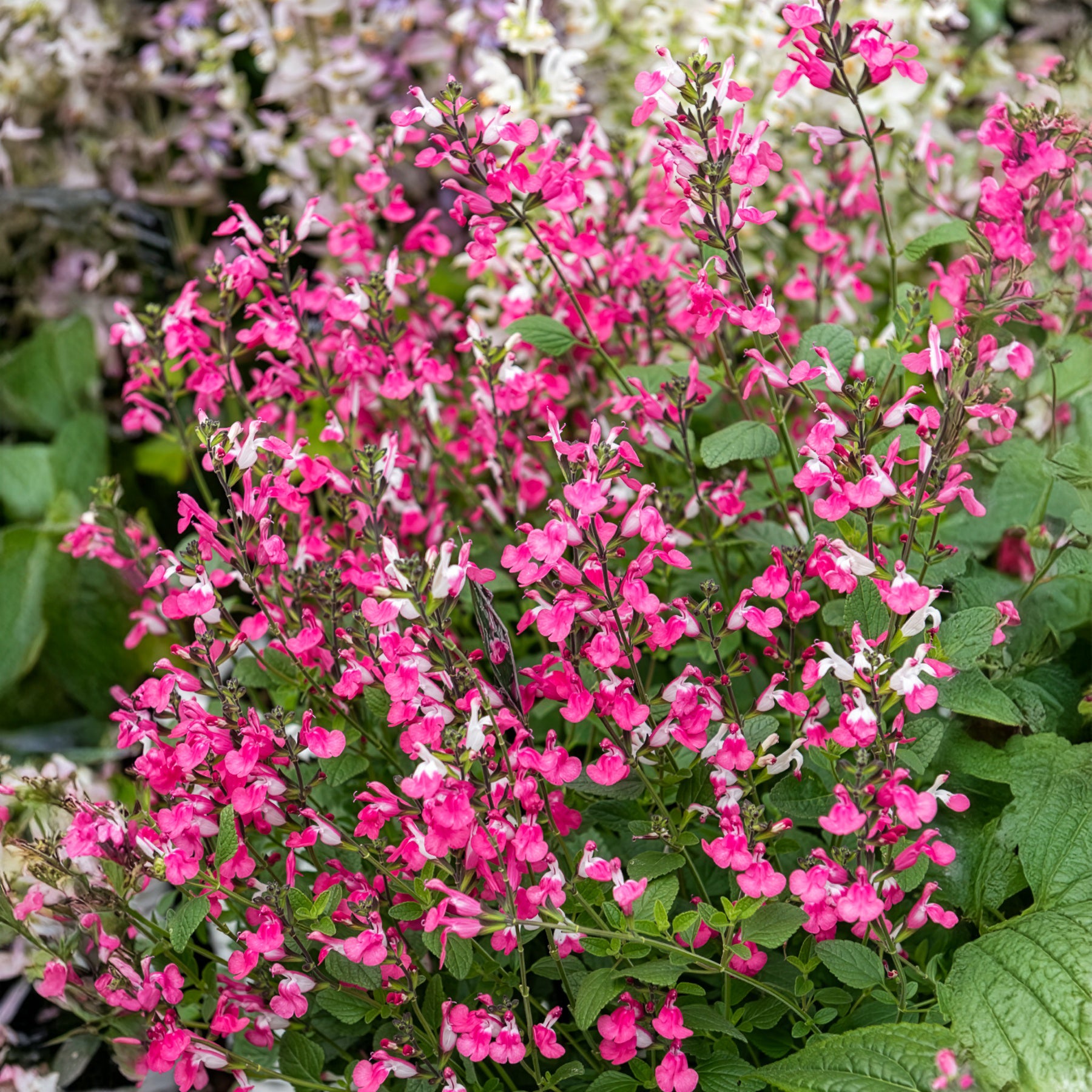 Sauges - Sauge arbustive Pink Lips - Salvia microphylla Pink Lips