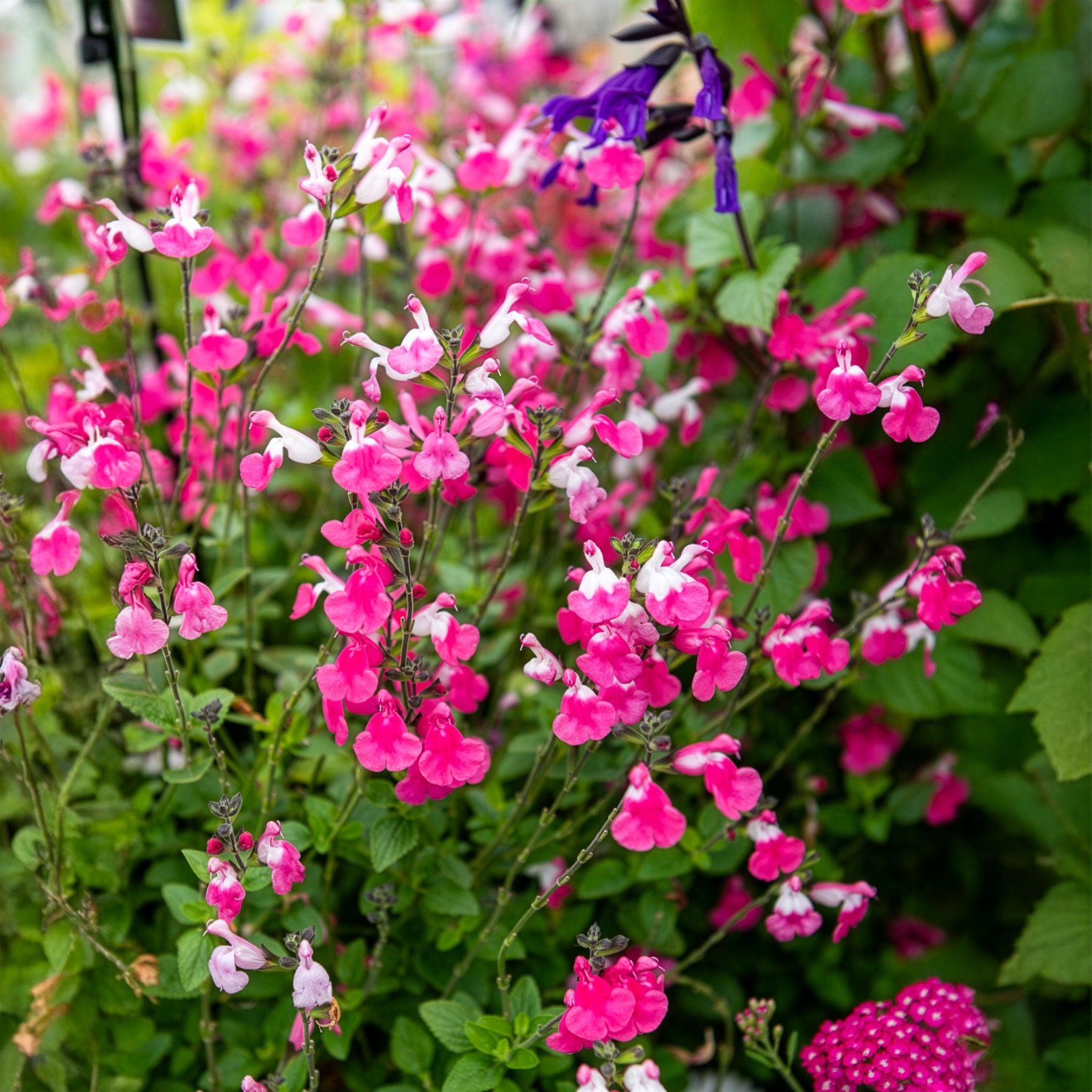 Salvia microphylla Pink Lips - Sauge arbustive Pink Lips - Sauges