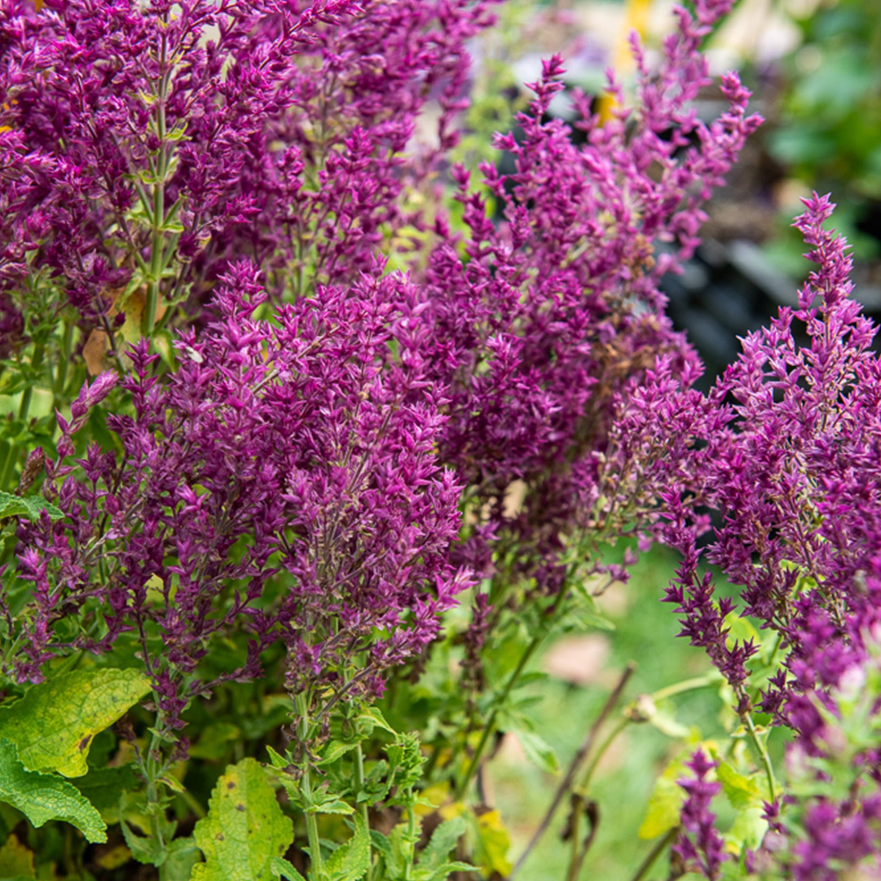 Sauge des bois Schwellenburg - Salvia nemorosa Schwellenburg - Willemse