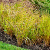 Stipa arundinacea - Willemse