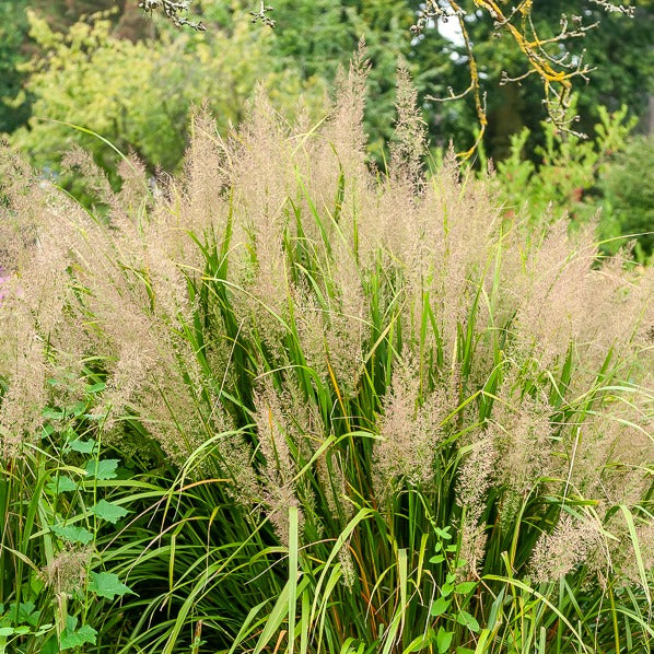 Herbe aux diamants - Willemse