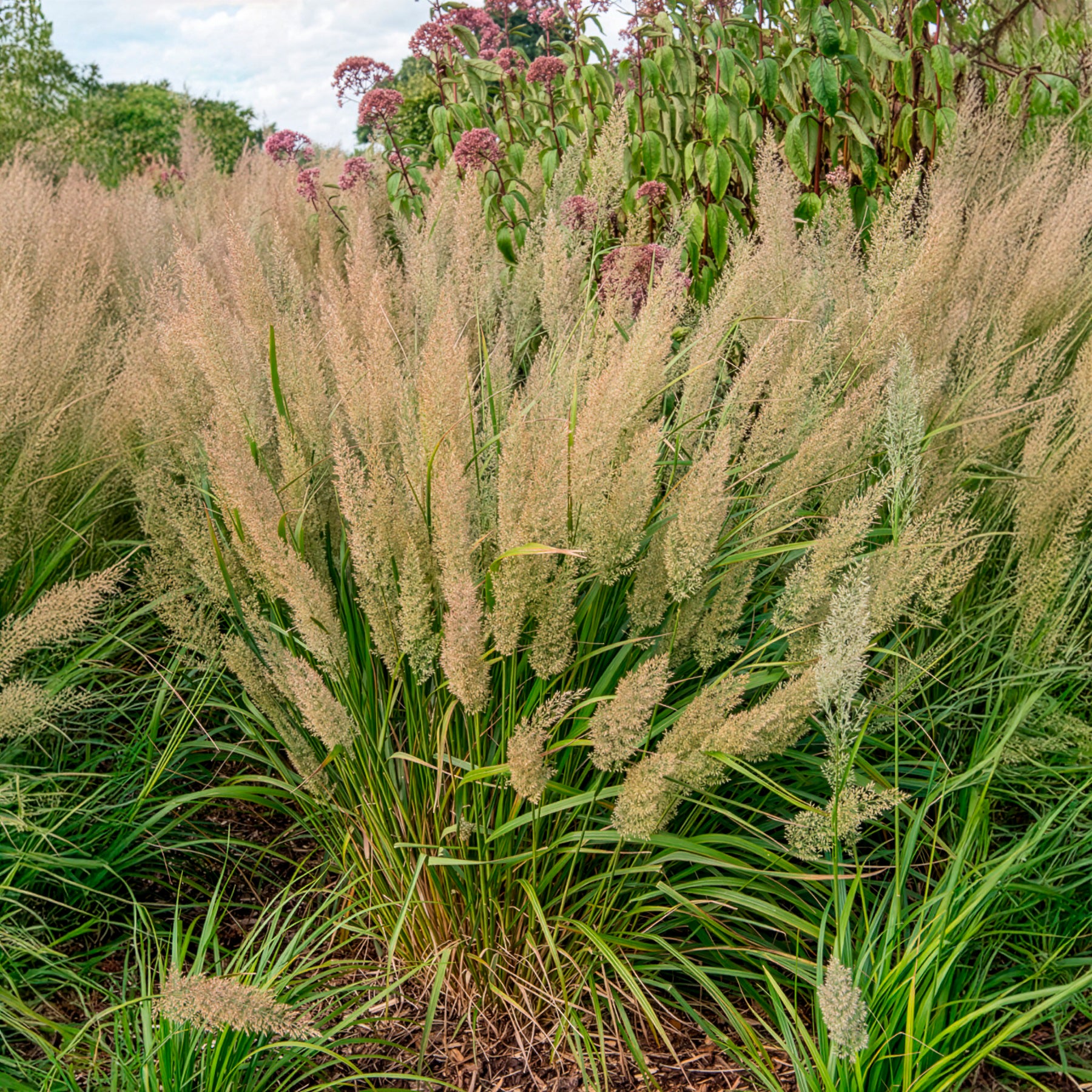 Calamagrostis - Herbe aux diamants - Calamagrostis arundinacea var. brachytricha